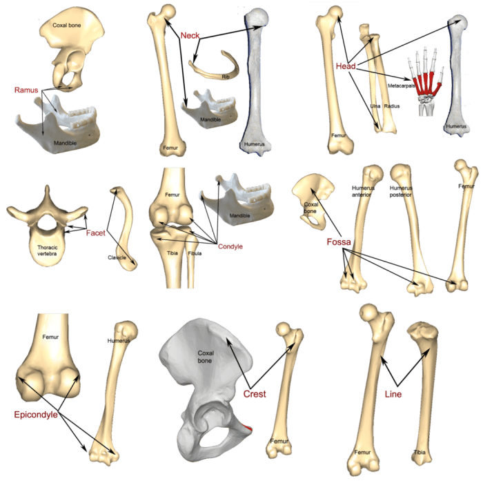 Bone and bone markings quiz