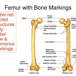 Bone and bone markings quiz