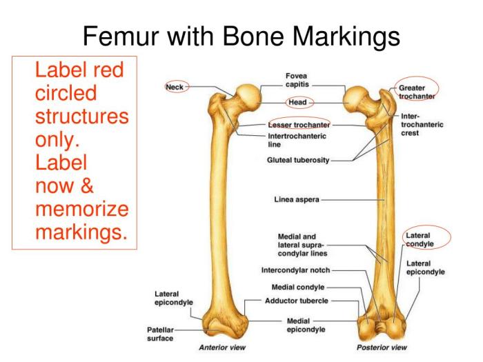 Bone and bone markings quiz