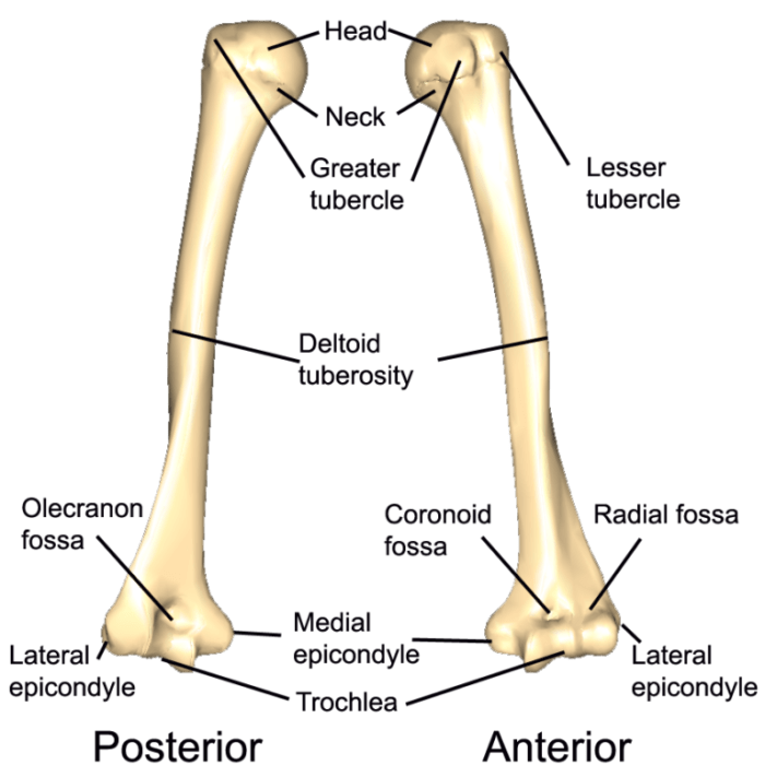 Bone bones features surface structure anatomy markings libretexts pageindex ligaments tendons depend function attachment location figure their