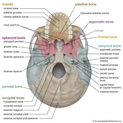 Skull midsagittal label bones bone mandible frontal nasal maxilla chegg transcribed text show